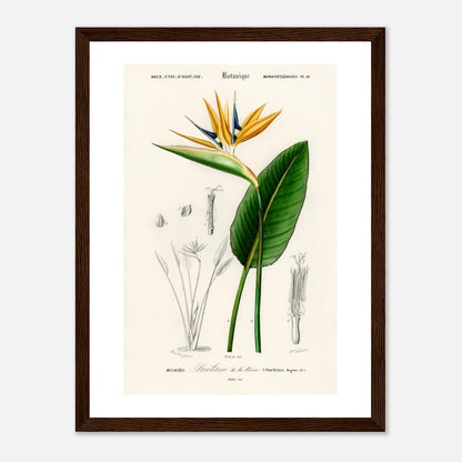 Paradiesvogel (Strelitzia Reginae)