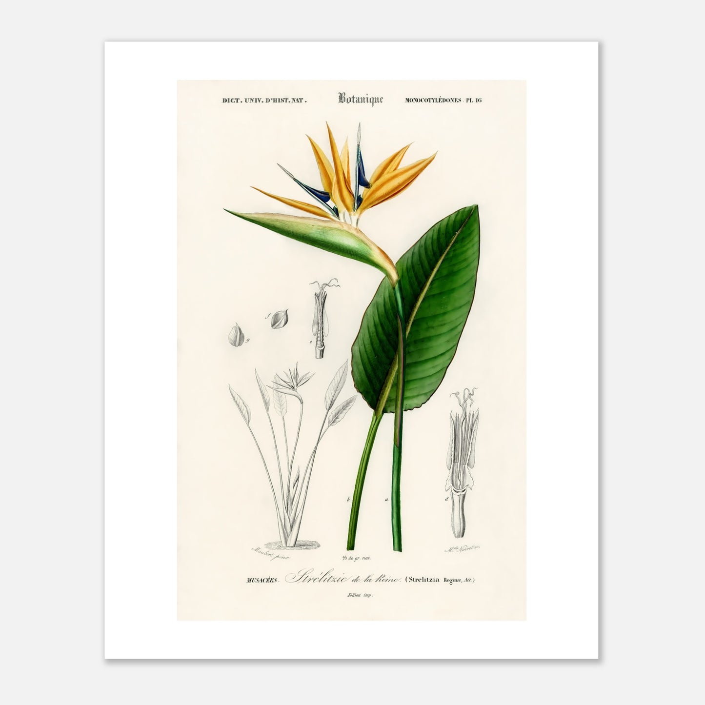 Bird of paradise (Strelitzia Reginae)