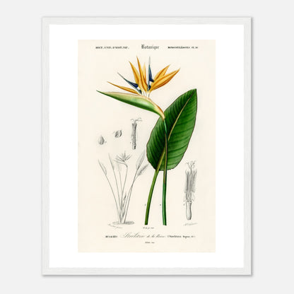 Paradiesvogel (Strelitzia Reginae)