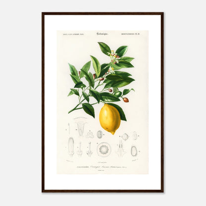 Citron (Citrus Limonium)