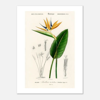 Paradiesvogel (Strelitzia Reginae)