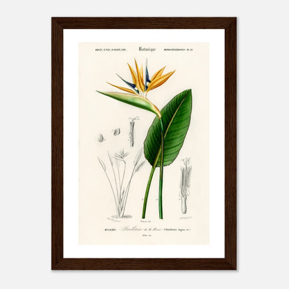 Ave do paraíso (Strelitzia Reginae)