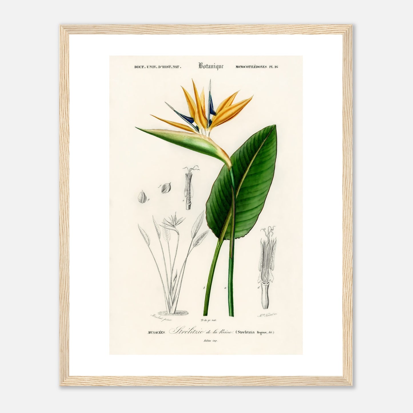 Bird of paradise (Strelitzia Reginae)