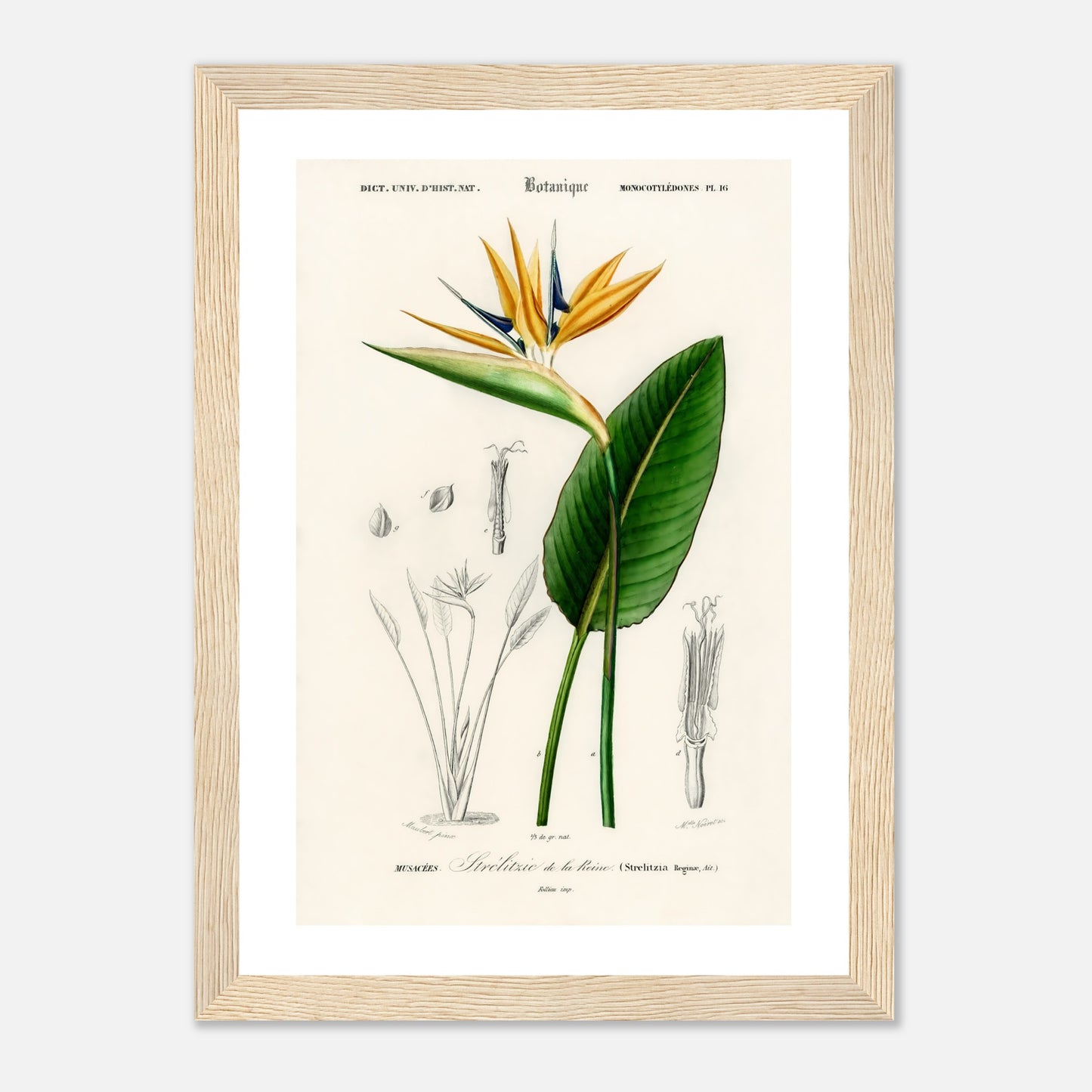 Bird of paradise (Strelitzia Reginae)