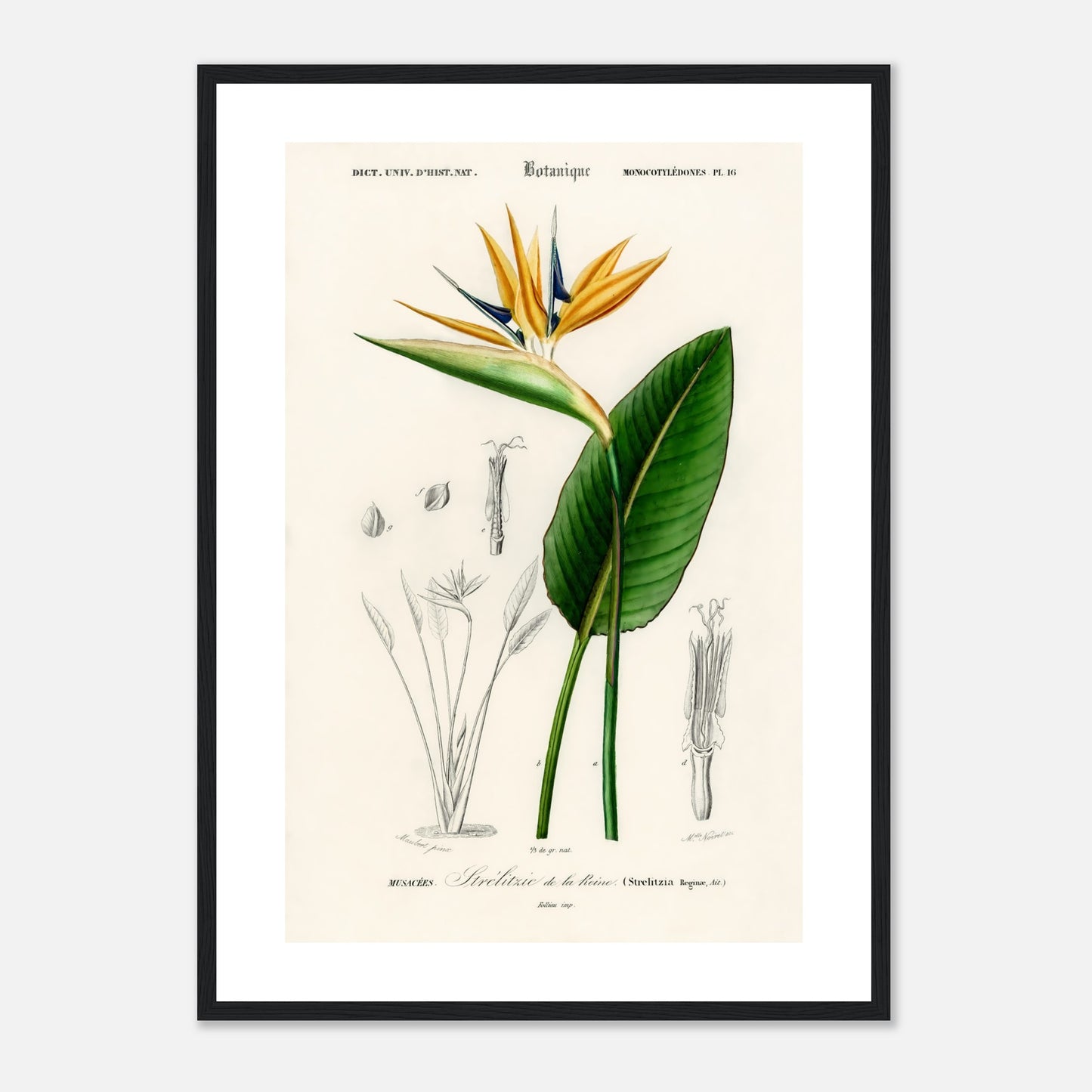 Bird of paradise (Strelitzia Reginae)